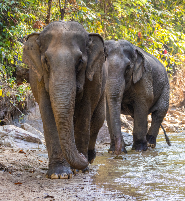 Två fria elefanter i tailands djungel.