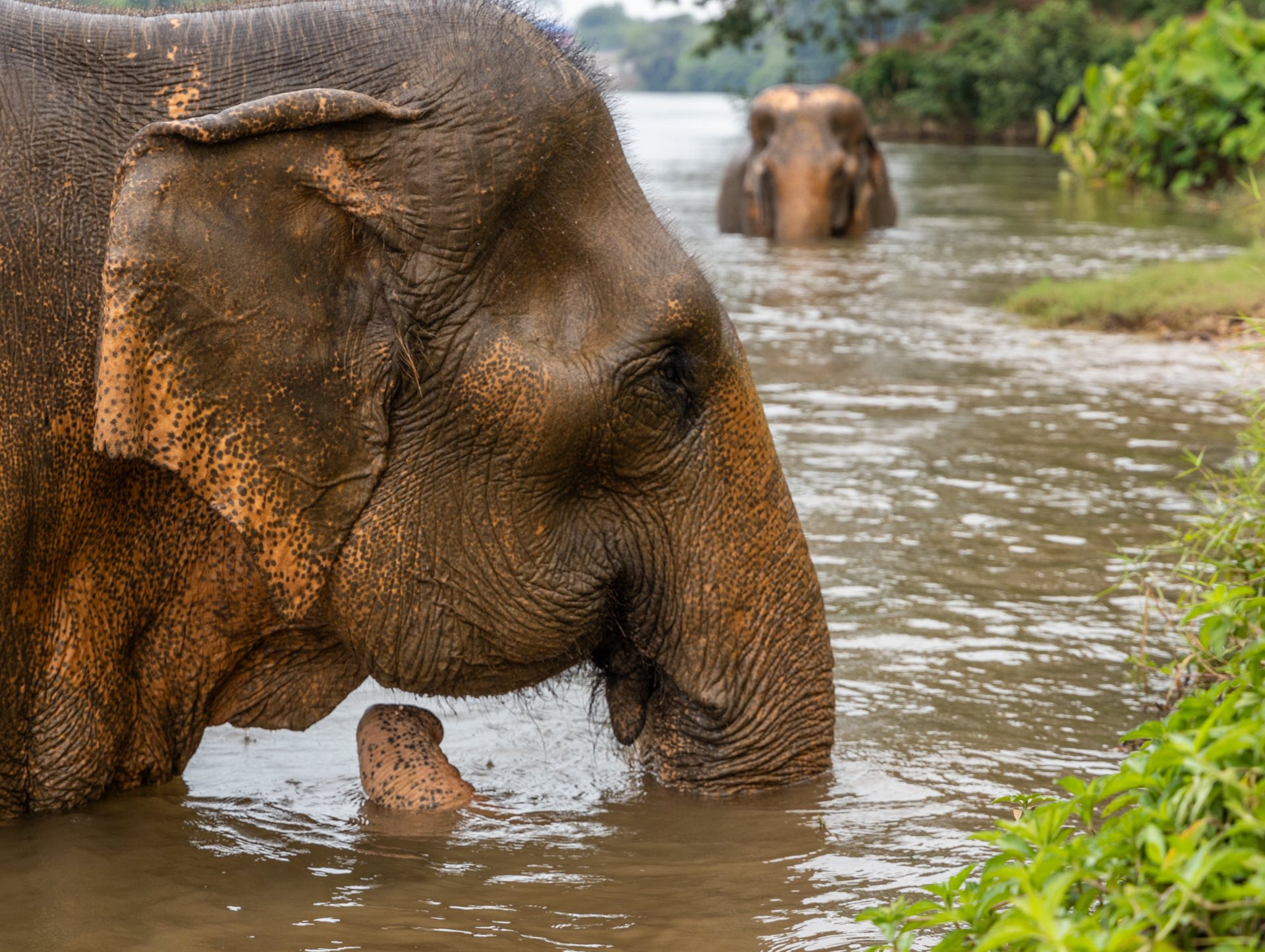 Möt elefanterna i Somboon-reservatet i Thailand