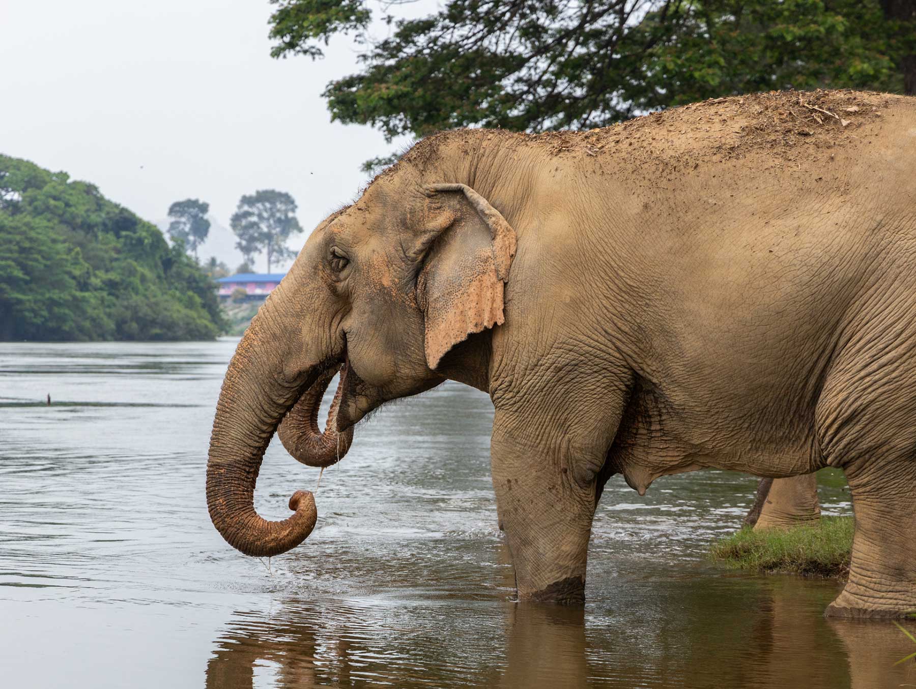 En elefant i Samboon 