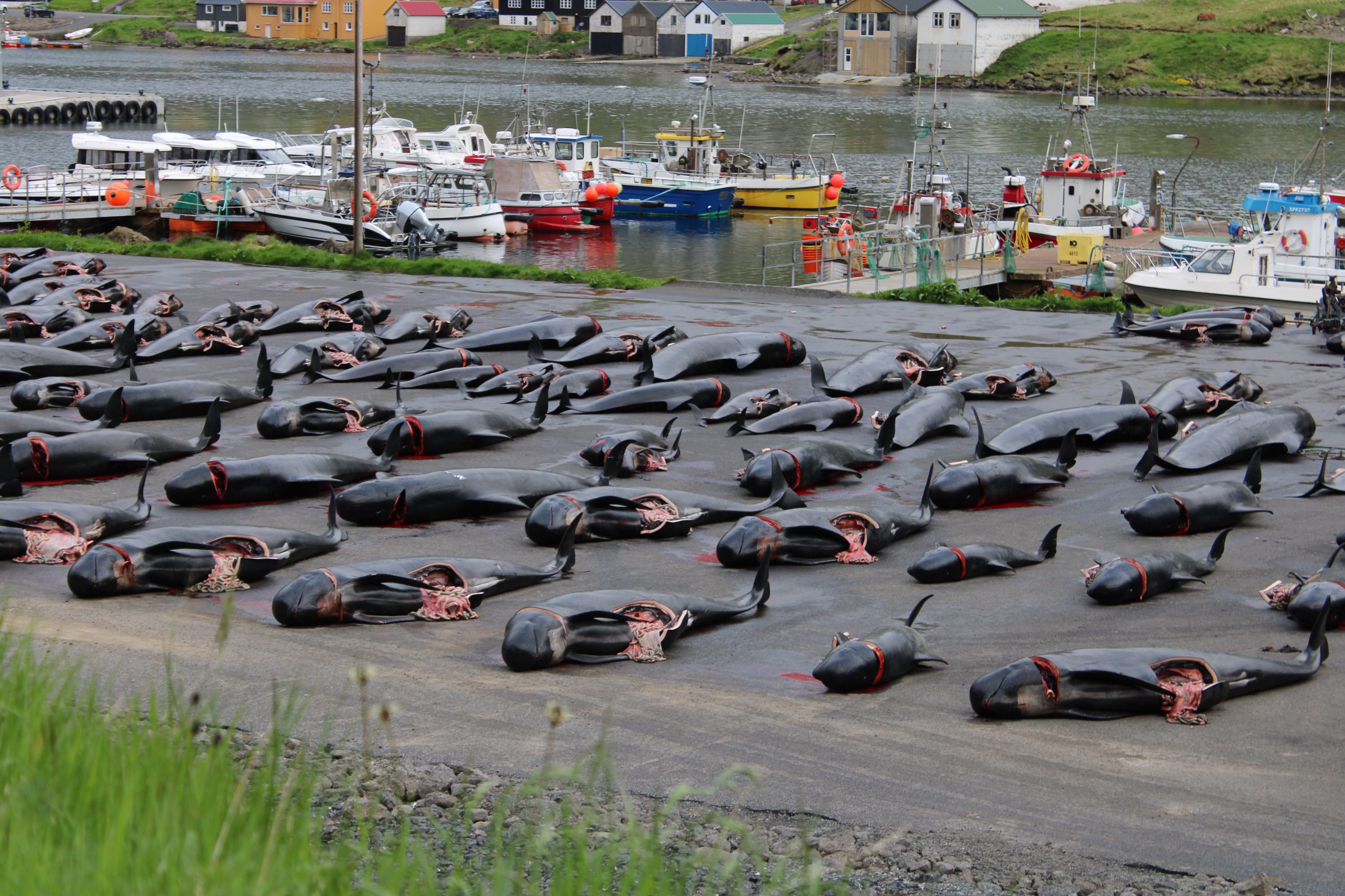 Valar slaktas i Färöarna